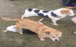 Jack Russell dogs for sale: Jack russel puppy's  - Image 2