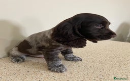 Cocker Spaniel dogs for sale:  show type spaniel puppies health tested parents  - Image 8