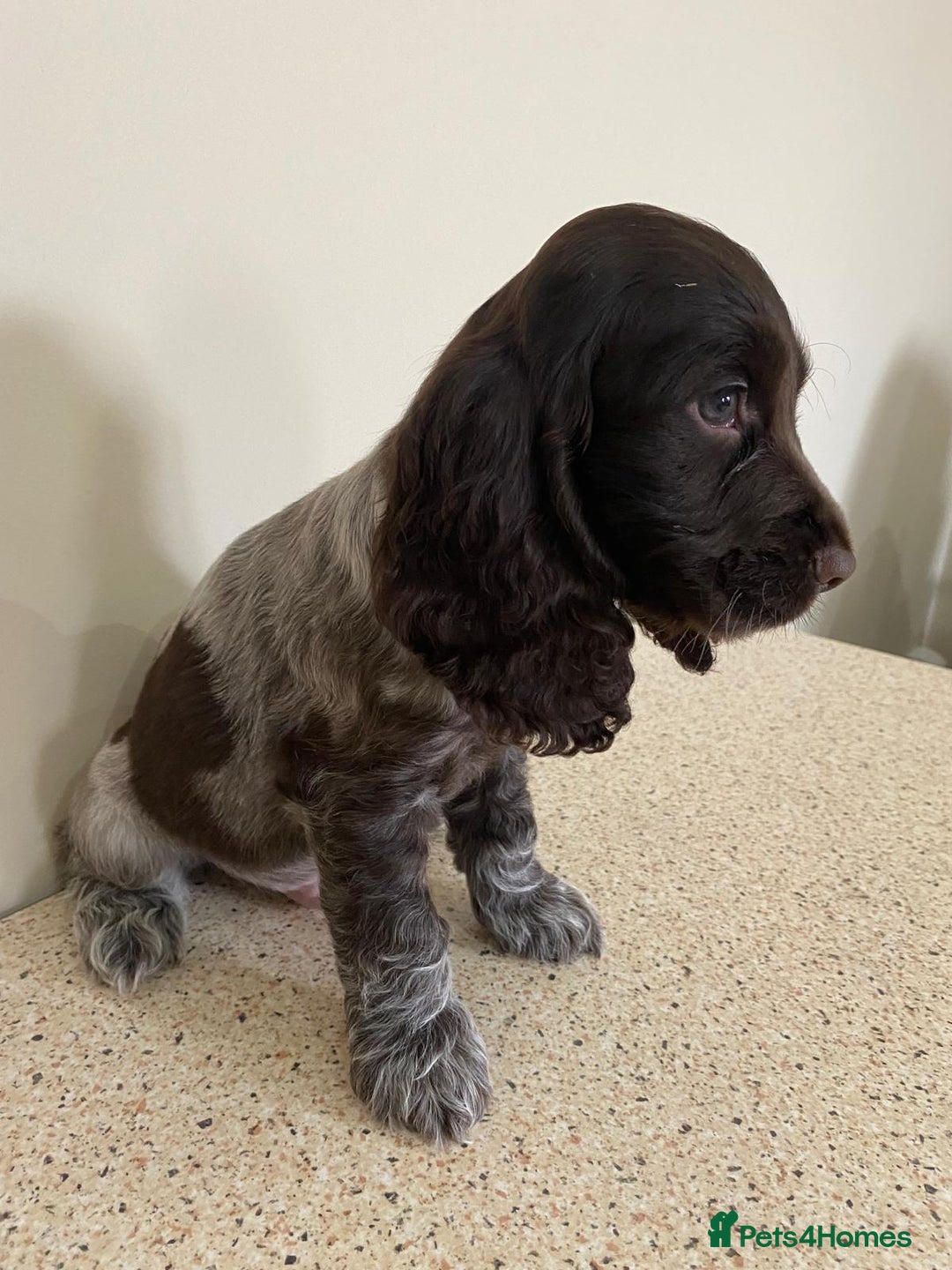Cocker Spaniel dogs for sale:  show type spaniel puppies health tested parents  - Image 8