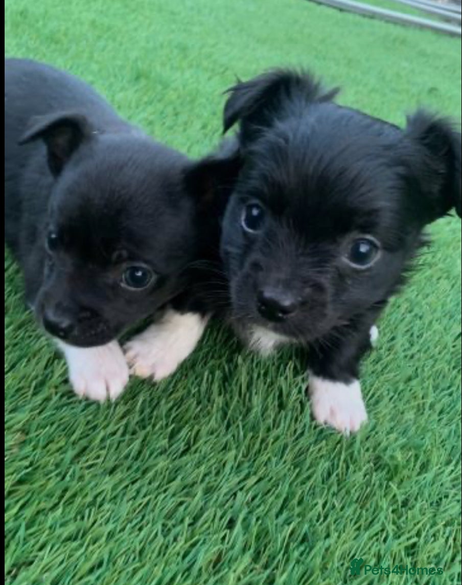 Mixed Breed dogs Chihuahua x Jack Russell puppies - Advert 10