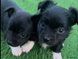 Mixed Breed dogs Chihuahua x Jack Russell puppies - Advert 10