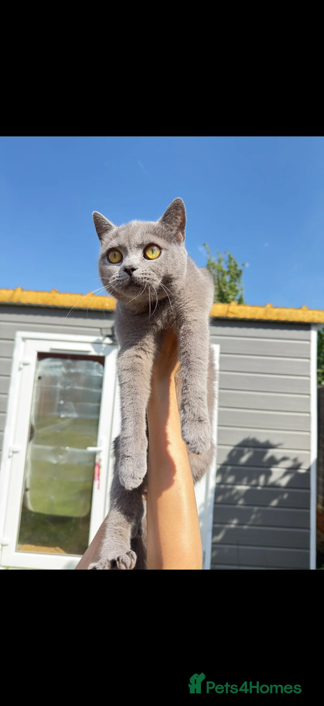British Shorthair cats for sale: Beautiful female BSH 250£ - Advert 1