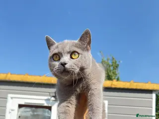 British Shorthair cats Beautiful female BSH 250£ - Advert 4