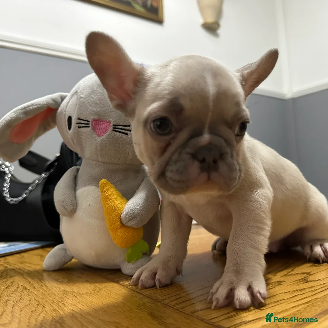 French Bulldog dogs for sale: 2 Girl  - Advert 1