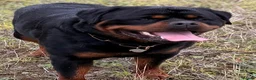 Rottweiler dogs for stud: BEAUTIFUL OLD TYPE BIG BONED ROTTIE! For stud - Advert 4