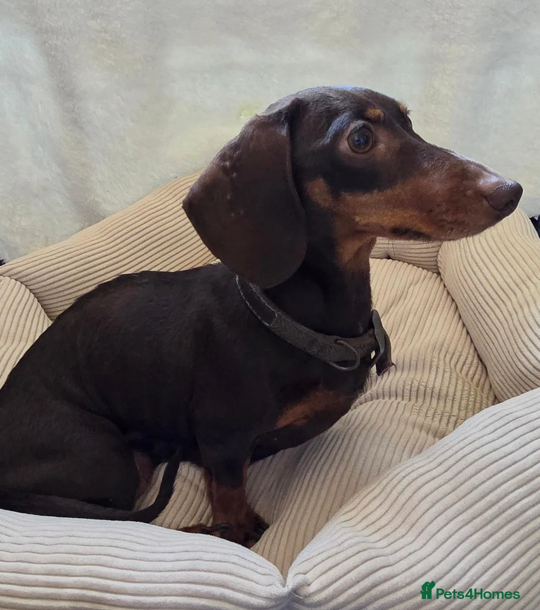Miniature Dachshund dogs for sale: 4 Boys available Miniature dachshund  - Advert 8