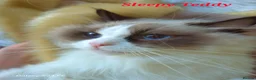 Ragdoll cats for sale: ✨ Exceptional Ragdolls,a distinguished lineage ✨ - Advert 10