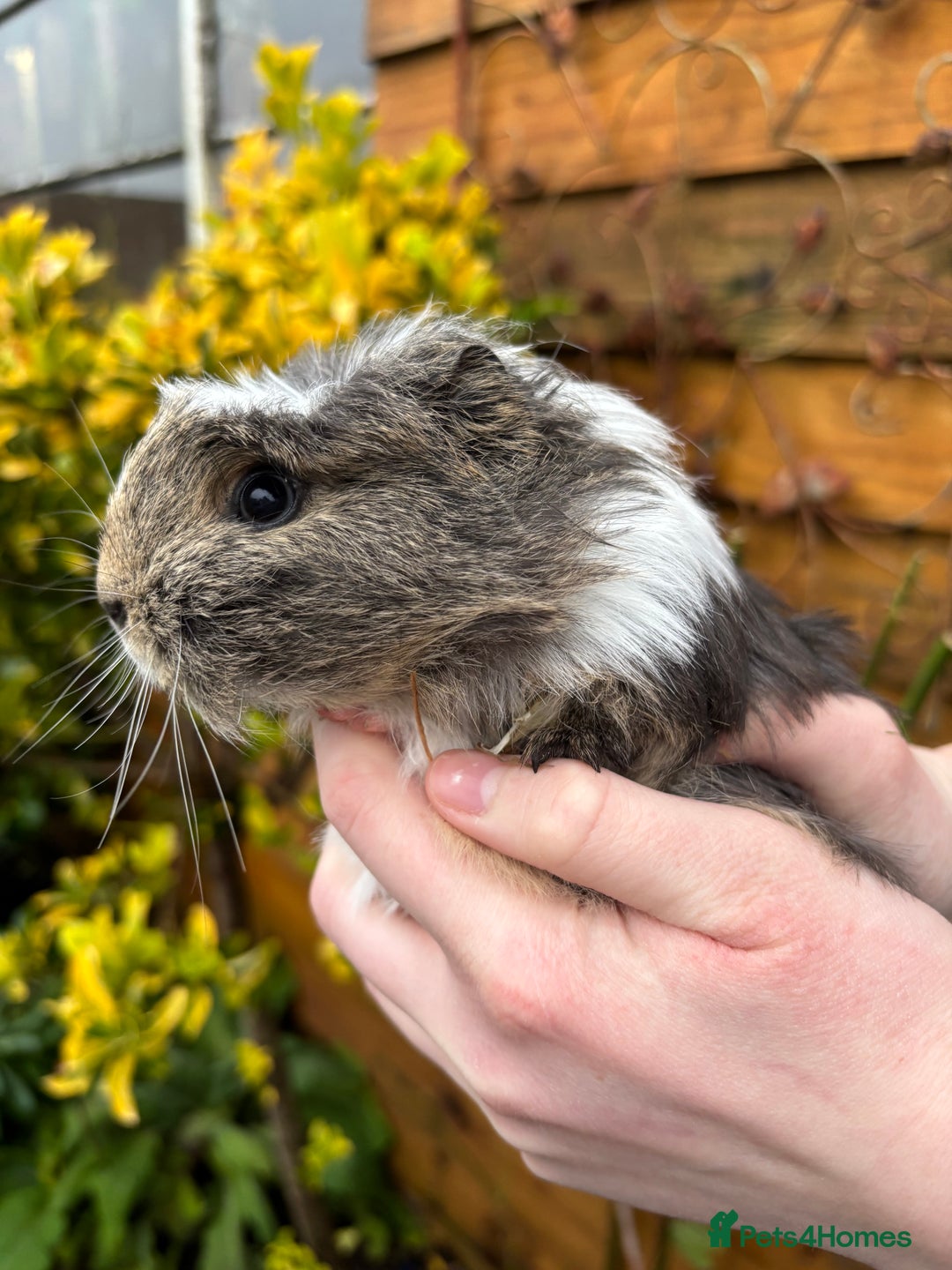 Guinea Pig rodents for sale: Adorable baby Guinea pigs for sale - Advert 3
