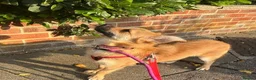 Mixed Breed dogs for adoption: Meet Little Johnny in Cleethorpes - Advert 6