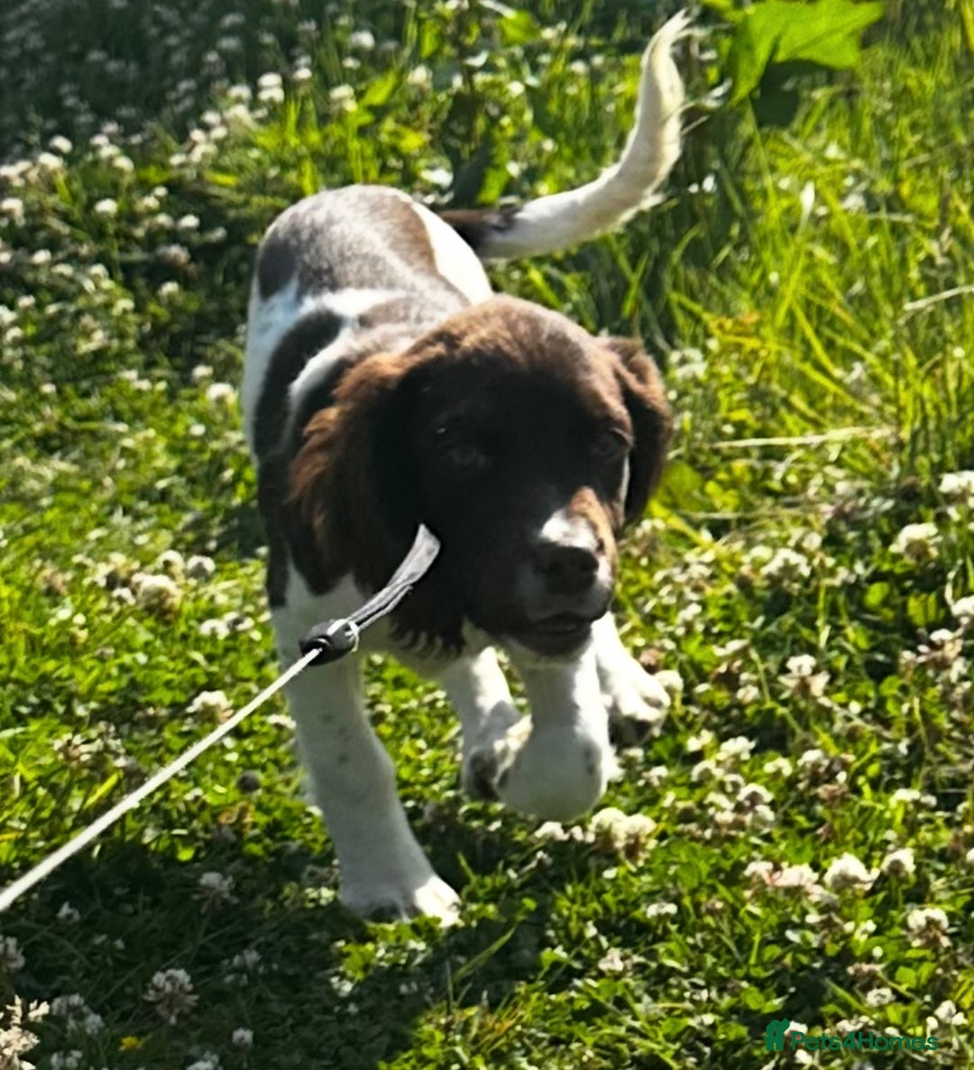 English Springer Spaniel dogs for sale: Female springer spaniel  - Image 4