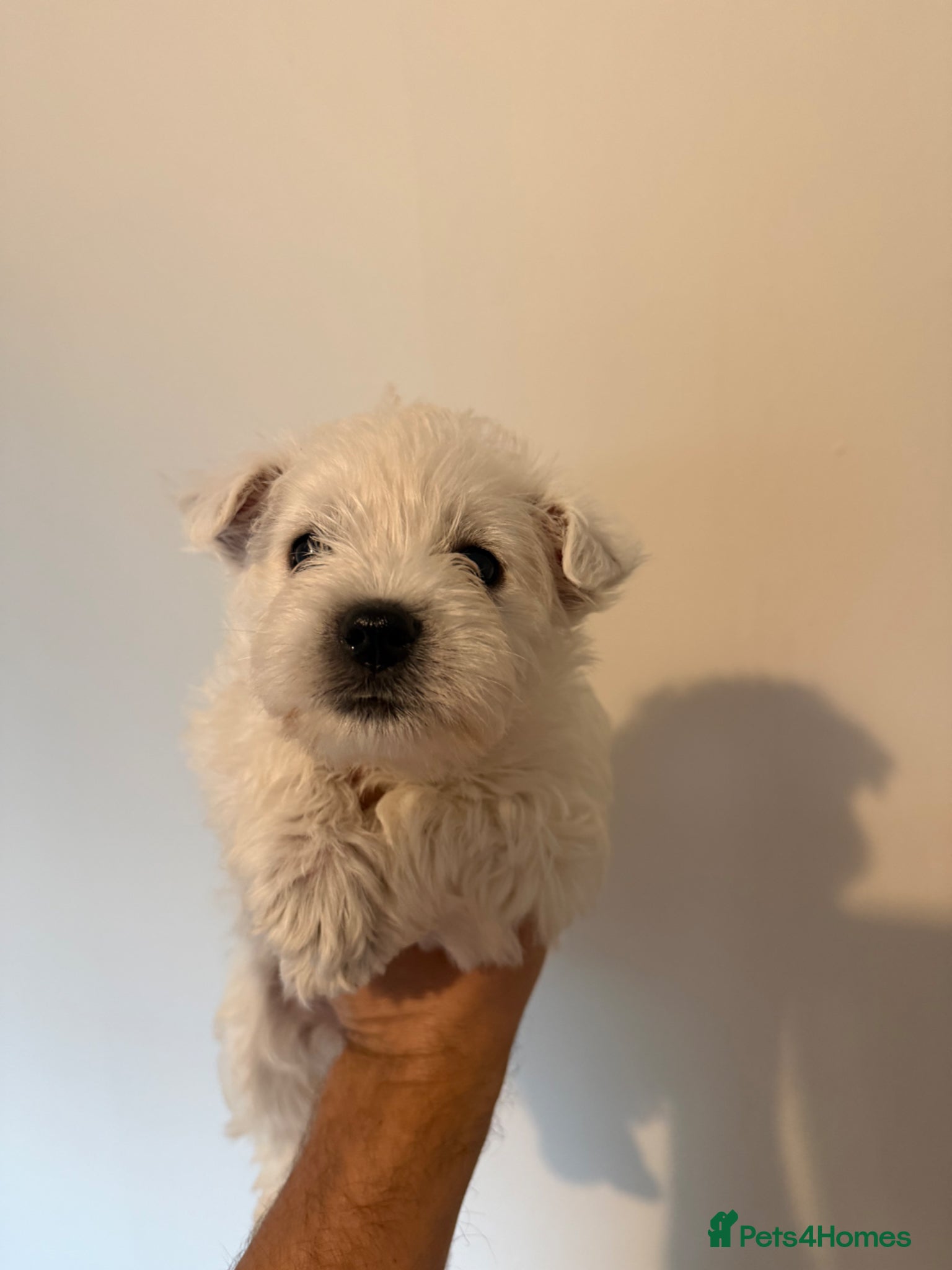 West Highland Terrier dogs for sale: Beautiful Westies - Advert 9