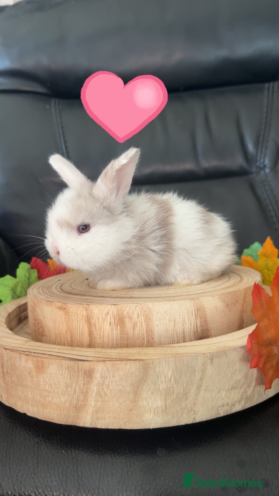 Mini Lop rabbits for sale: Mini lop lion heads  - Advert 3