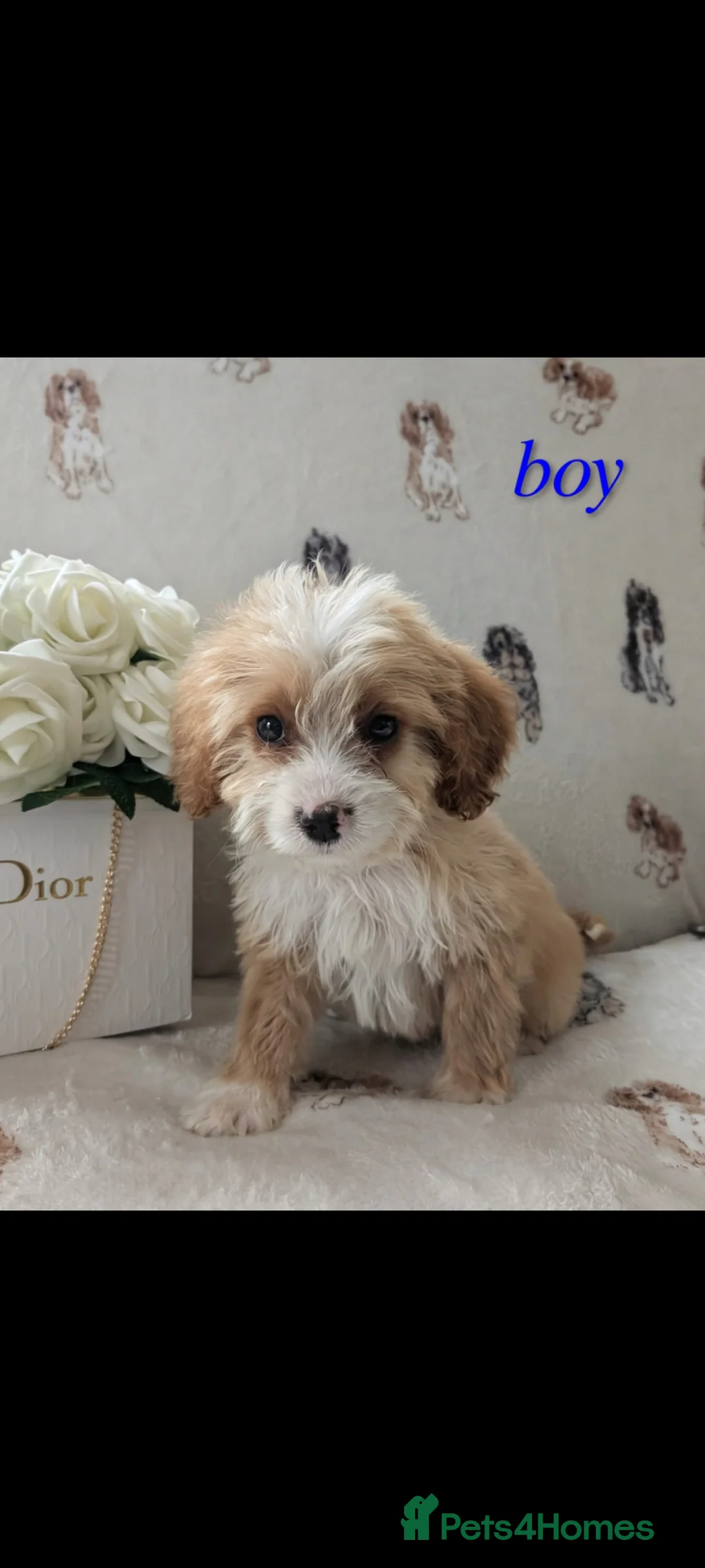 Cockapoo dogs for sale: Georgeous Cockerpoo puppies 3girls and 2 boys in Slough - Advert 6