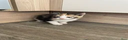 Mixed Breed cats for sale: 4 beautiful kittens looking for there forever home - Advert 14