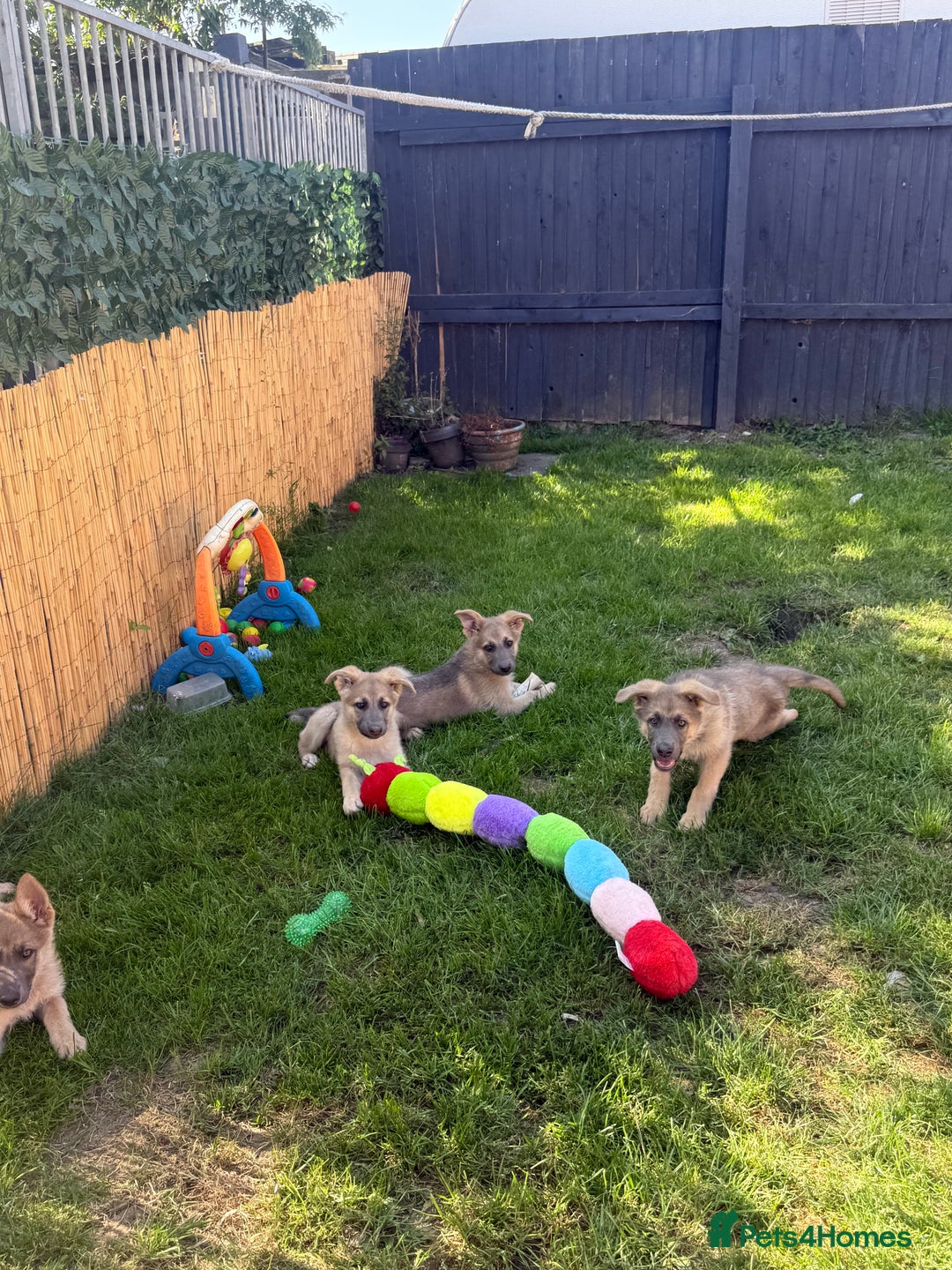 German Shepherd dogs for sale: Outstanding mixed litter of confident GSD pups  - Image 5
