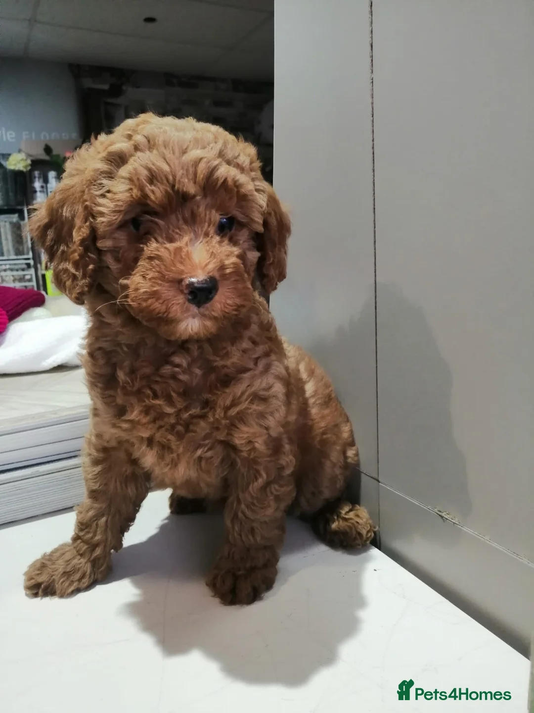 Cockapoo dogs for sale: 4 beautiful characterful cockerpoo in Sheffield - Advert 9