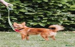 Pomchi dogs for sale: 4 Beautiful 8 week old pomchi puppies  - Image 2