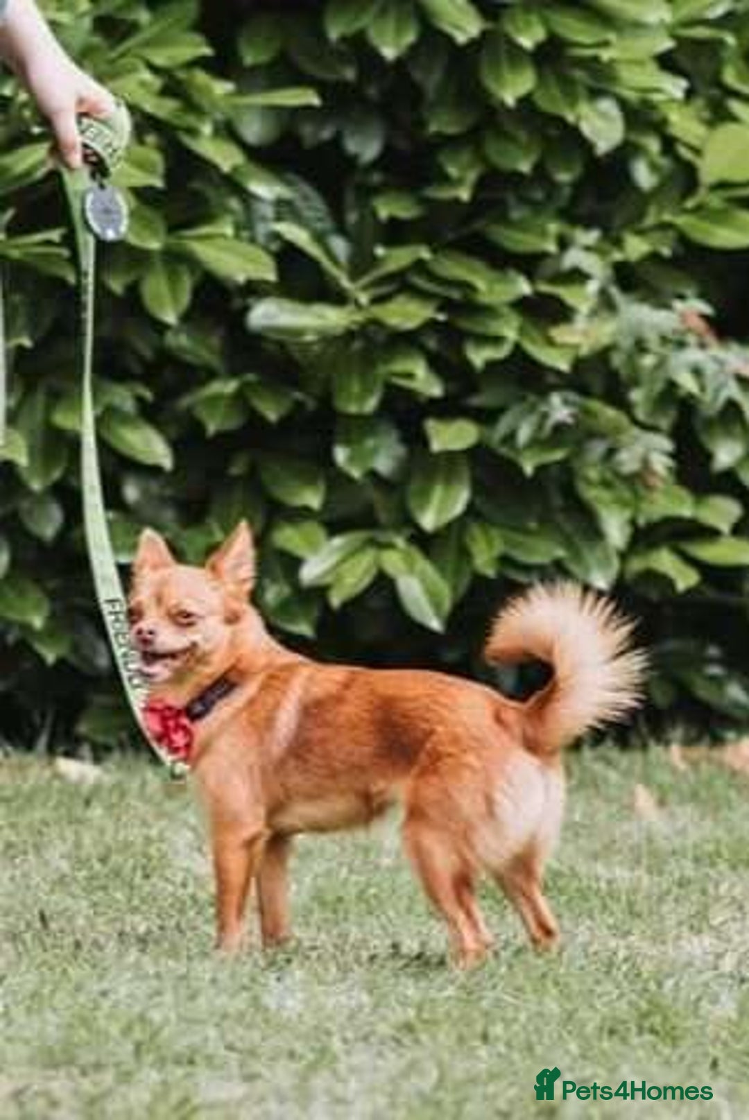 Pomchi dogs for sale: 4 Beautiful 8 week old pomchi puppies  - Image 2