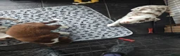 Border Collie dogs for sale: Border collie puppies - Advert 6