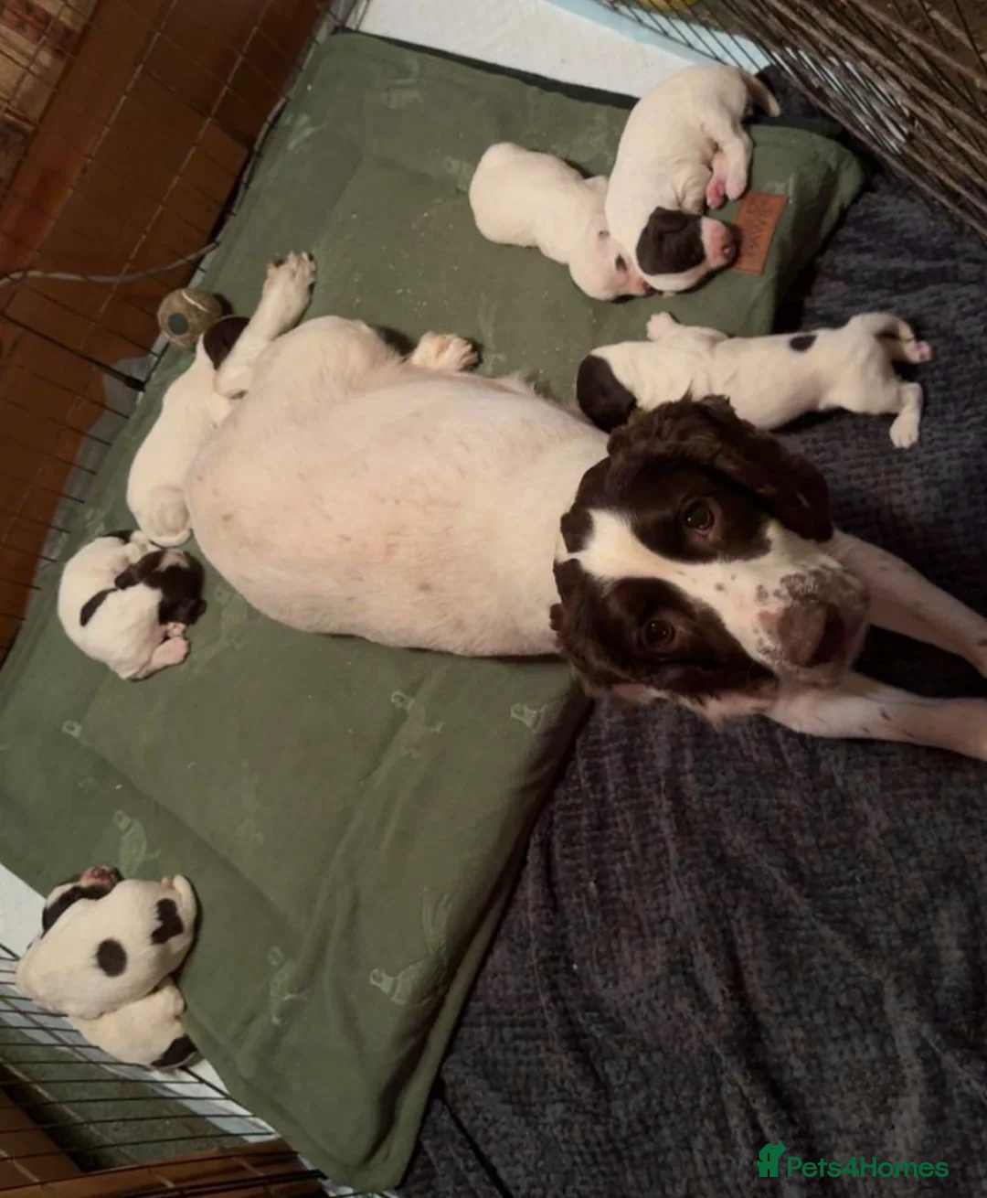 English Springer Spaniel dogs for sale: KC registered Springer Spaniel Puppies - Advert 8