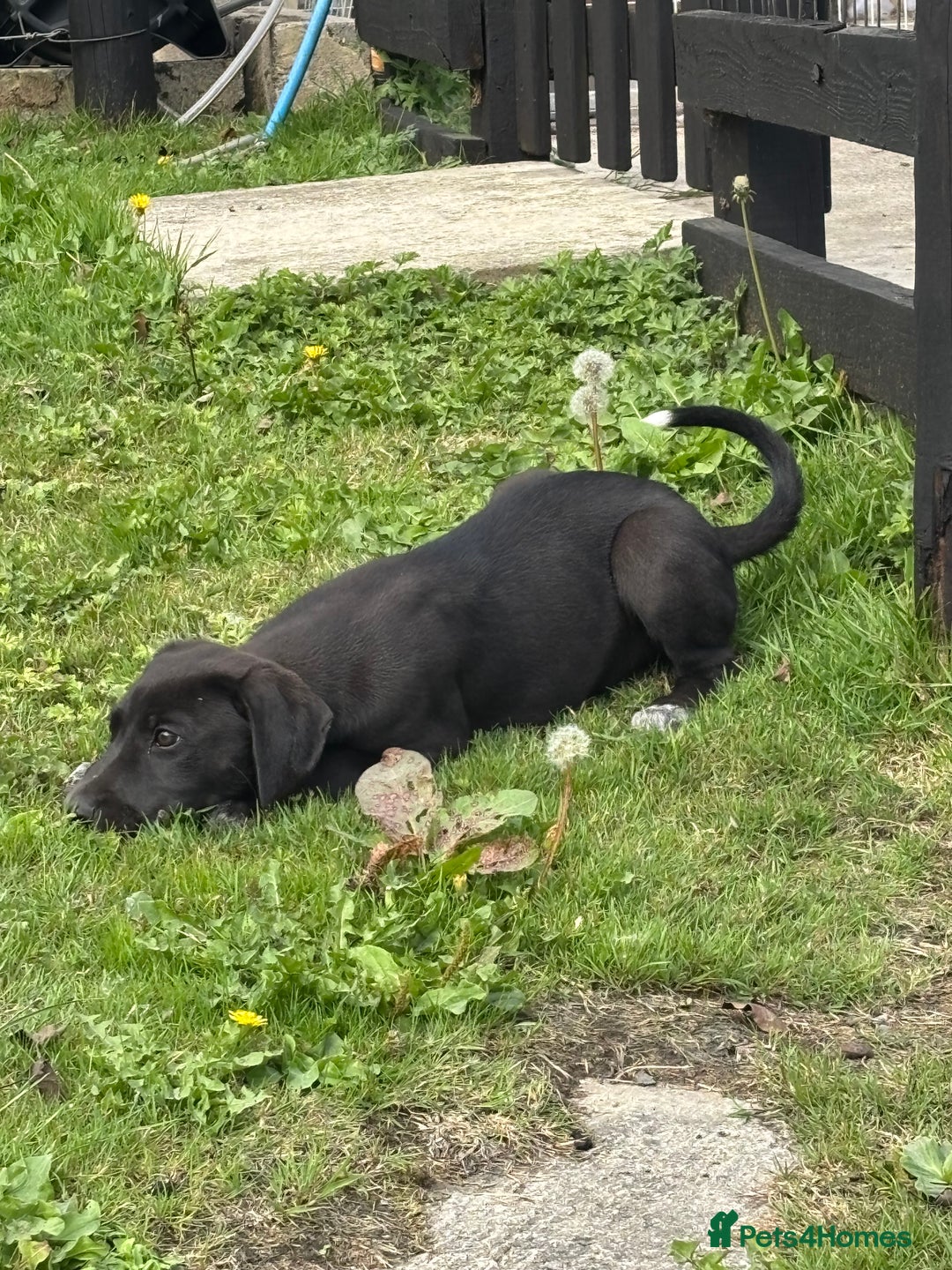 Lurcher dogs for sale: Lurcher - Image 3