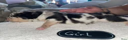 Mixed Breed dogs for sale: Cane shepherds - Advert 20