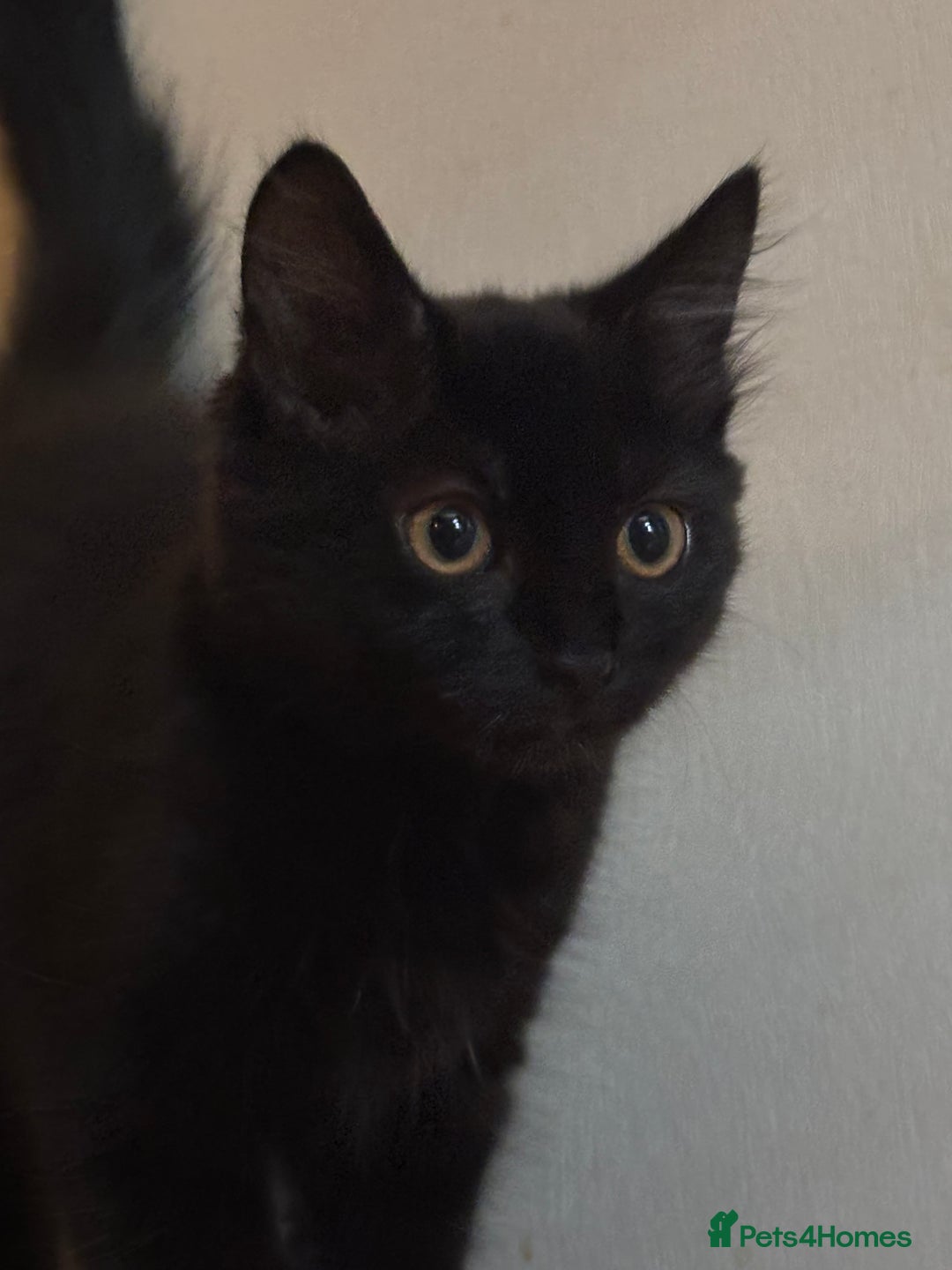 Mixed Breed cats for sale: 3 Kittens ready ASAP  - Image 7