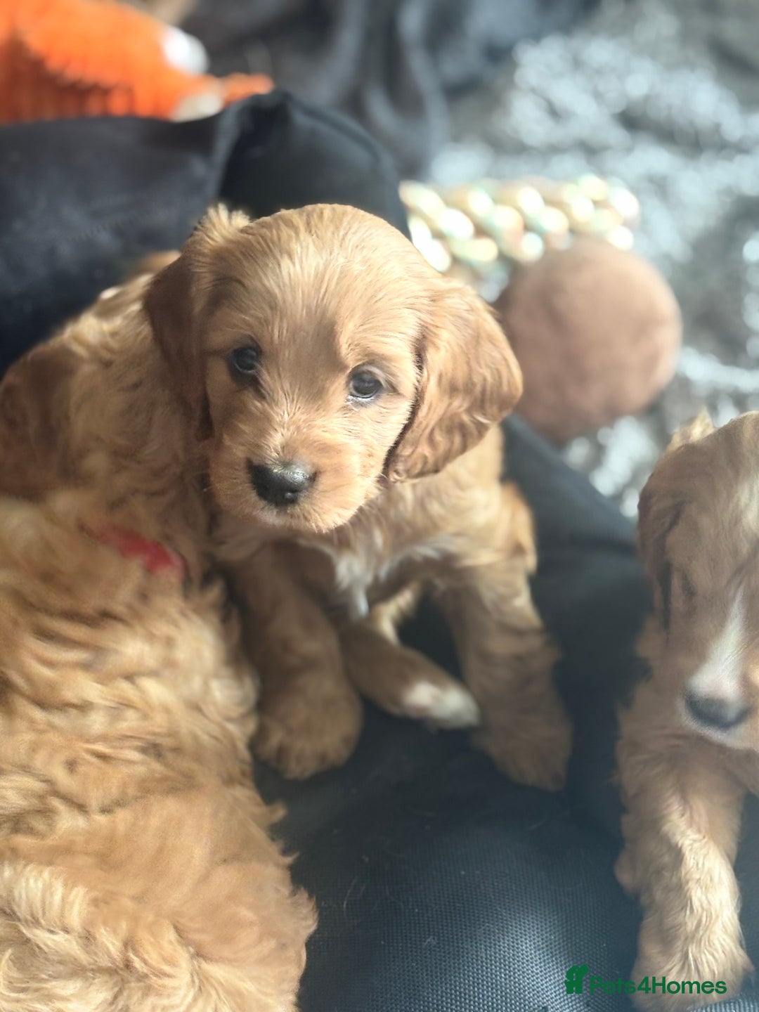 Cavapoo dogs for sale: King Charles Cavalier x Cavapoo - Image 3