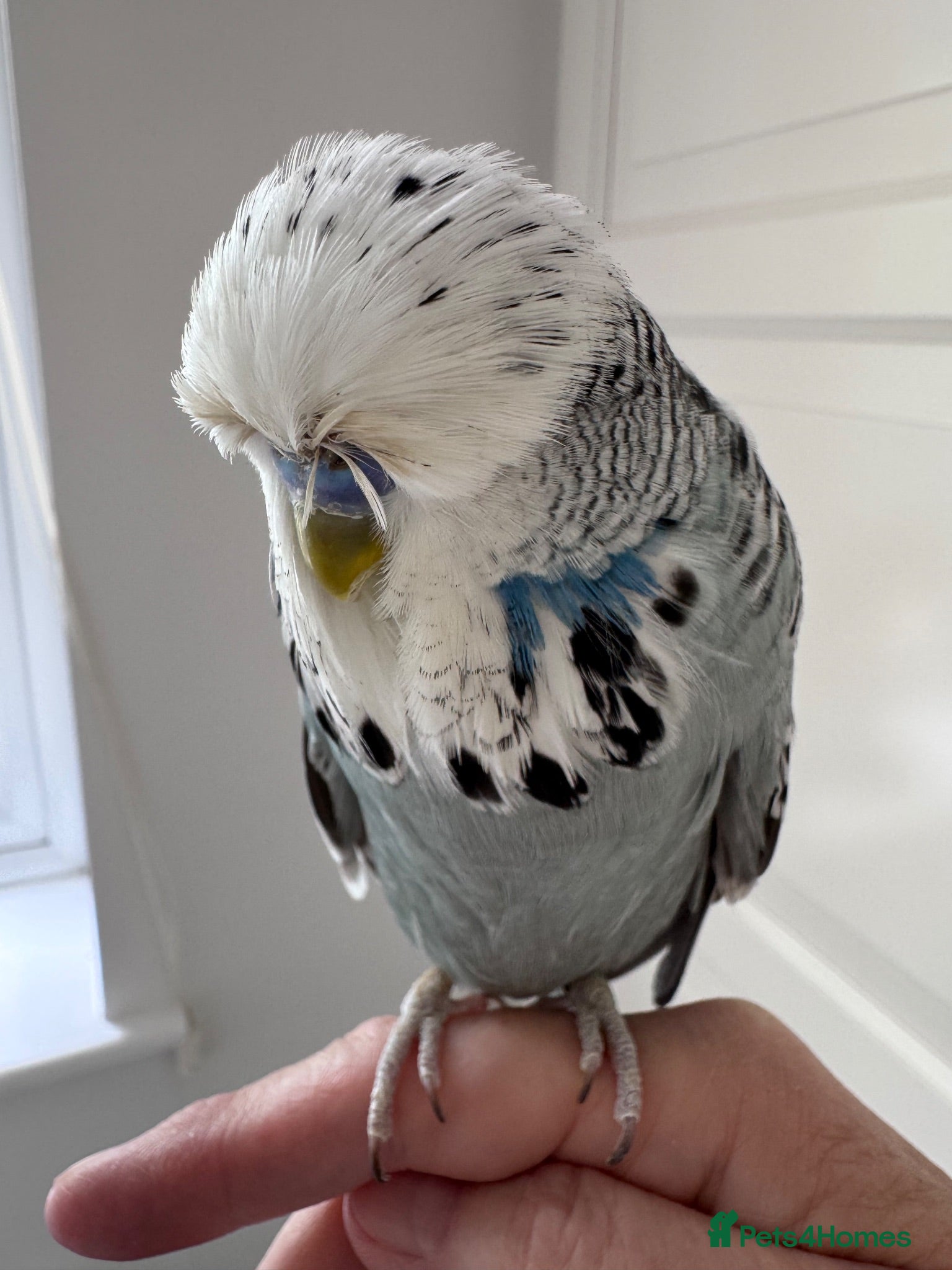 Budgerigars birds Super Tame Exhibition Budgie - Advert 3