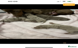 Miniature Dachshund dogs for stud: Isabella & Tan Miniature Daschund Stud - Image 17