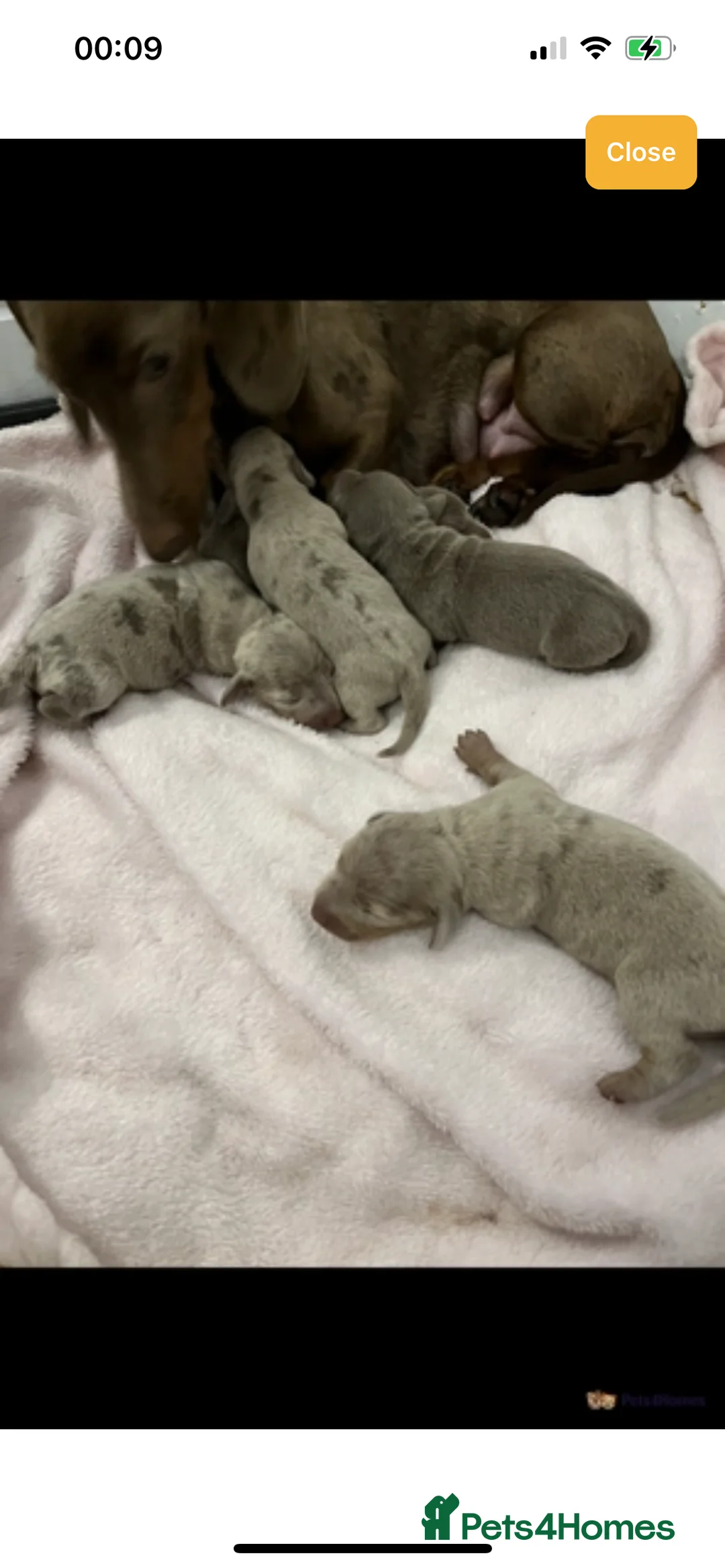 Miniature Dachshund dogs for stud: Isabella & Tan Miniature Daschund Stud - Advert 17