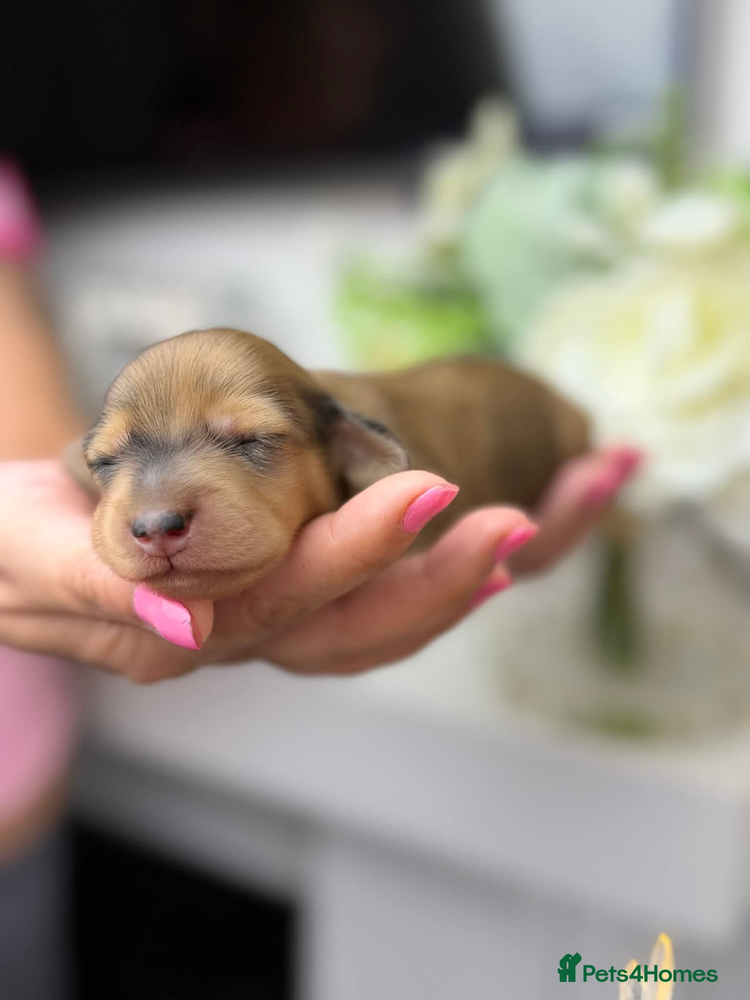 Miniature Dachshund dogs 𝕃𝕠𝕟𝕘 𝕙𝕒𝕚𝕣𝕖𝕕 𝕞𝕚𝕟𝕚 𝕕𝕒𝕔𝕙𝕤𝕙𝕦𝕟𝕕s - Advert 2