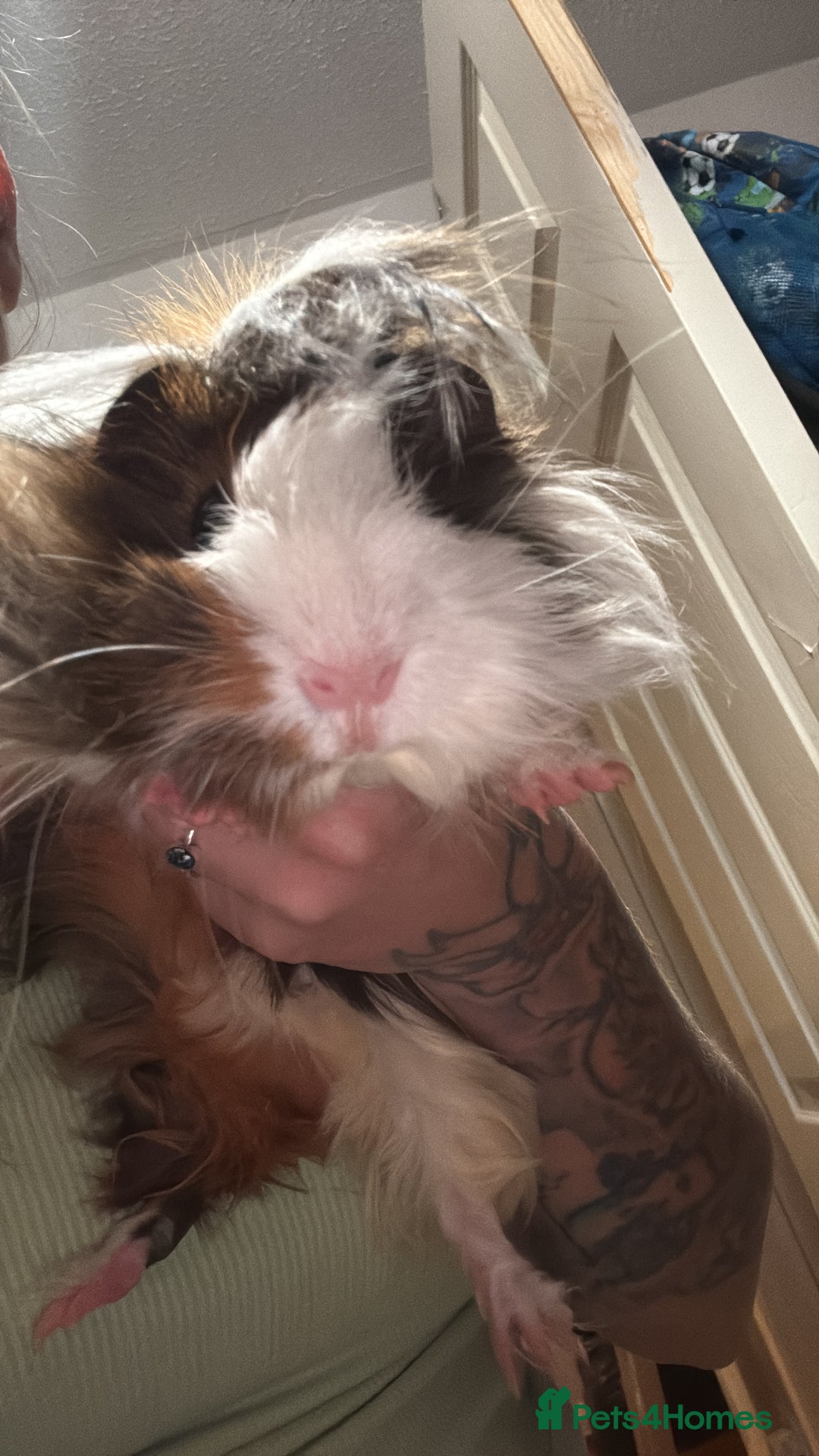 Guinea Pig rodents for sale: 2 indoor Guinea pigs - Image 2