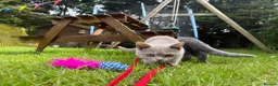 British Shorthair cats for sale: British Shorthair Babies - Advert 5