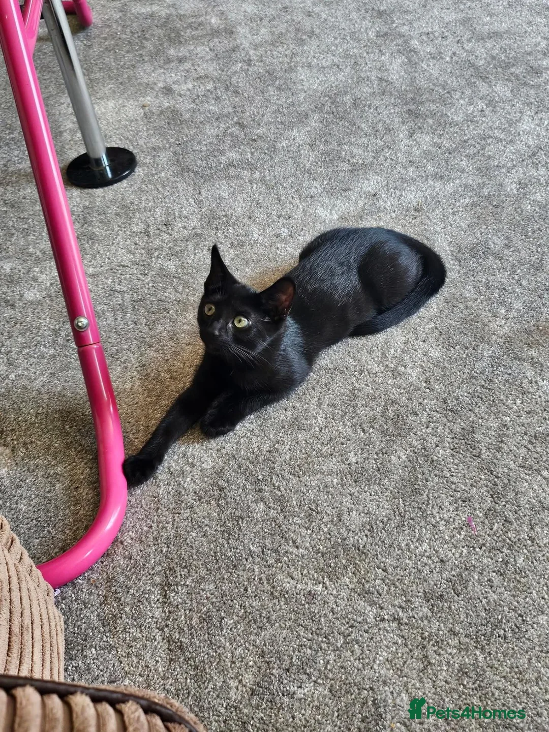 British Shorthair cats for sale: Beautiful boy kitten name Dave - Advert 4