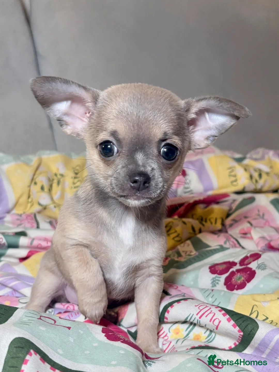 Chihuahua dogs for sale: Chihuahua Puppies💝 - Advert 12