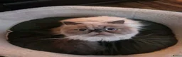 Persian cats for sale: Beautiful Persian kittens  - Advert 3