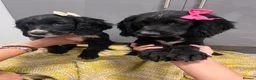Cocker Spaniel dogs for sale: Beautiful cocker spaniel girls  - Advert 6