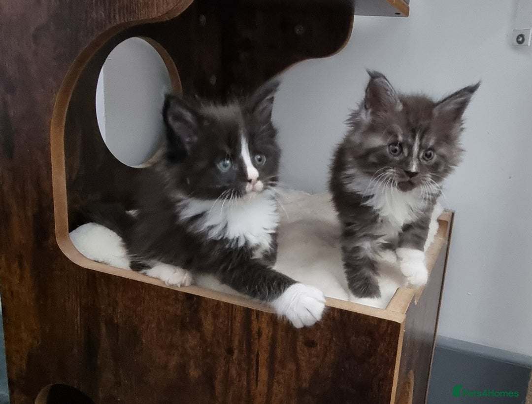 Maine Coon cats for sale: Pedigree GCCF Maine Coon Kittens for sale  - Image 5