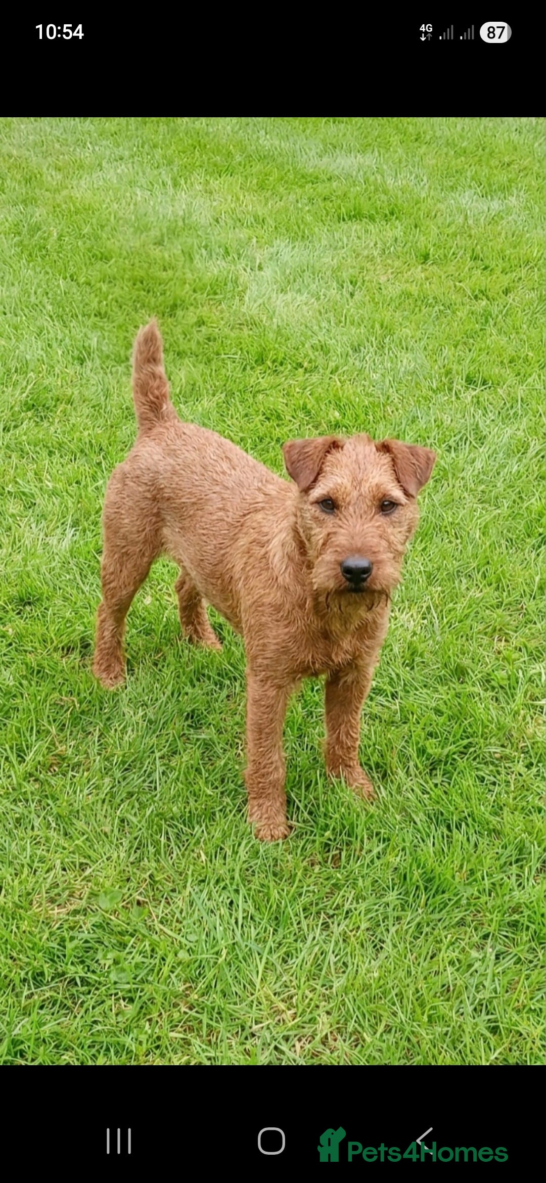 Lakeland Terrier dogs Lakeland  Dog - Advert 4