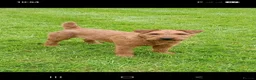 Lakeland Terrier dogs for sale: Lakeland  Dog in Redcar - Advert 1
