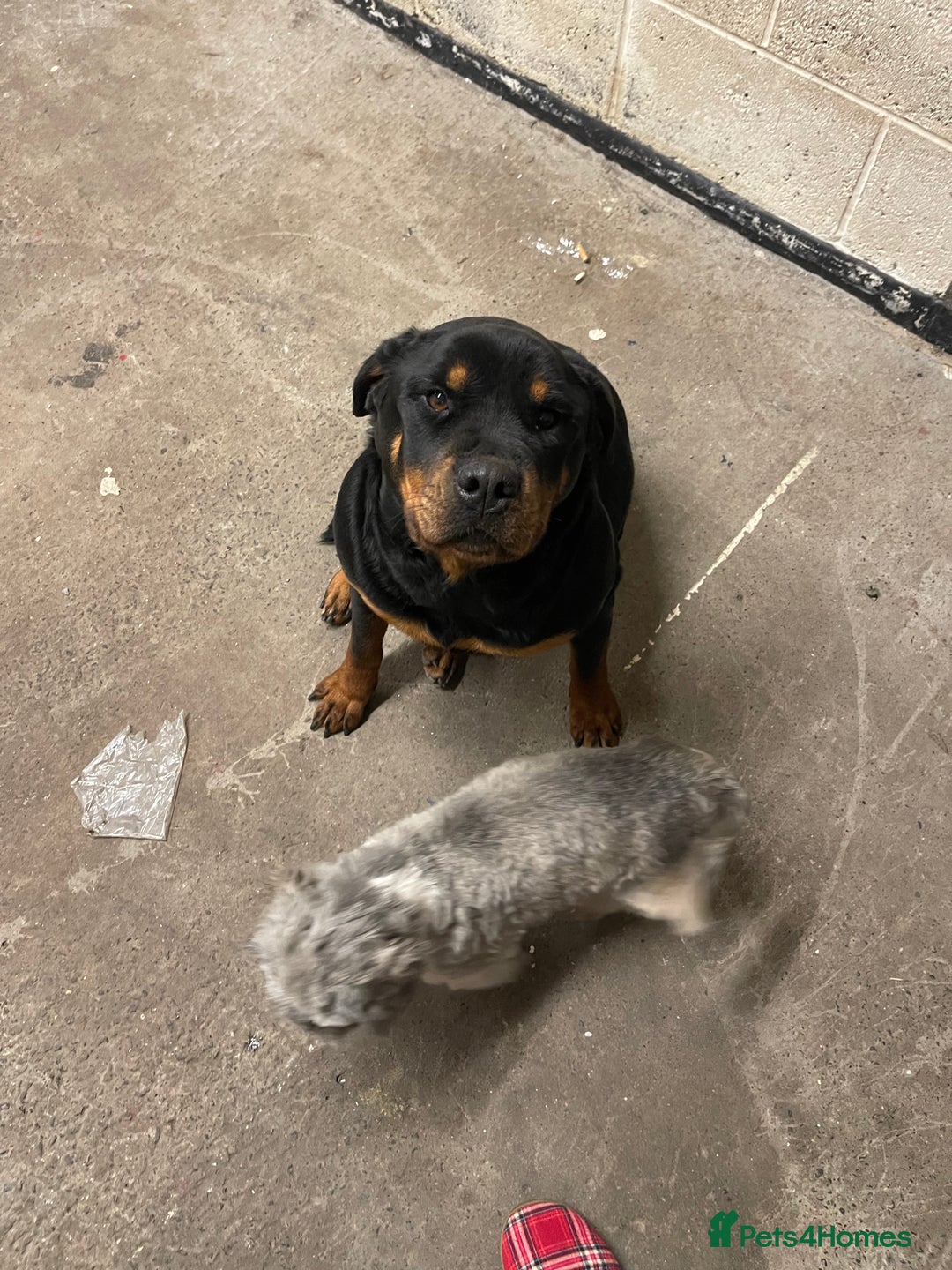 Rottweiler dogs for sale: Rottweiler/rotty puppies - Image 8