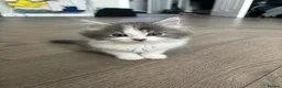 Mixed Breed cats for sale: Super fluffy kittens  - Advert 3