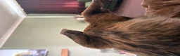 Mixed Breed dogs for sale: Lovely sweet Sam for adoption in Worthing - Advert 6