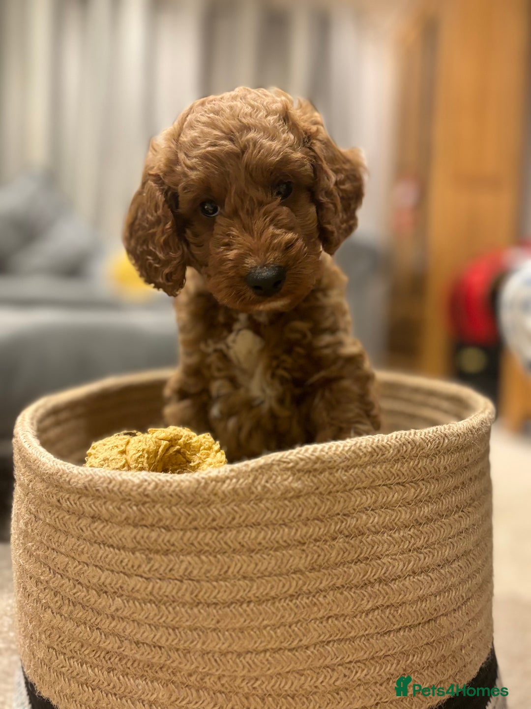 Cockapoo dogs for sale: Beautiful Cockapoo, looking for his forever home.  - Advert 3