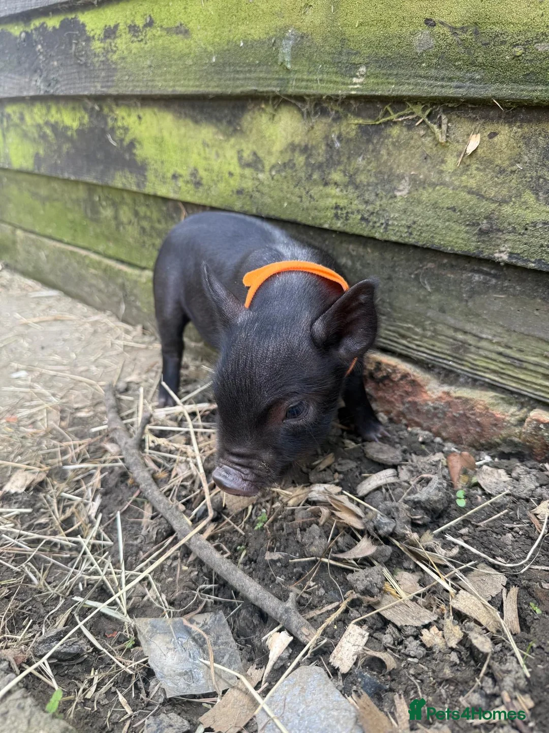Pig livestock for sale: micro pigs for sale - Advert 2