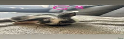 Mini Lop rabbits for sale: 6 Beautiful mini lops available now🐰 - Advert 22