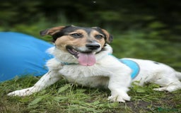 Mixed Breed dogs for adoption: 💙🐶 CASPER 🐶💙 - Image 7