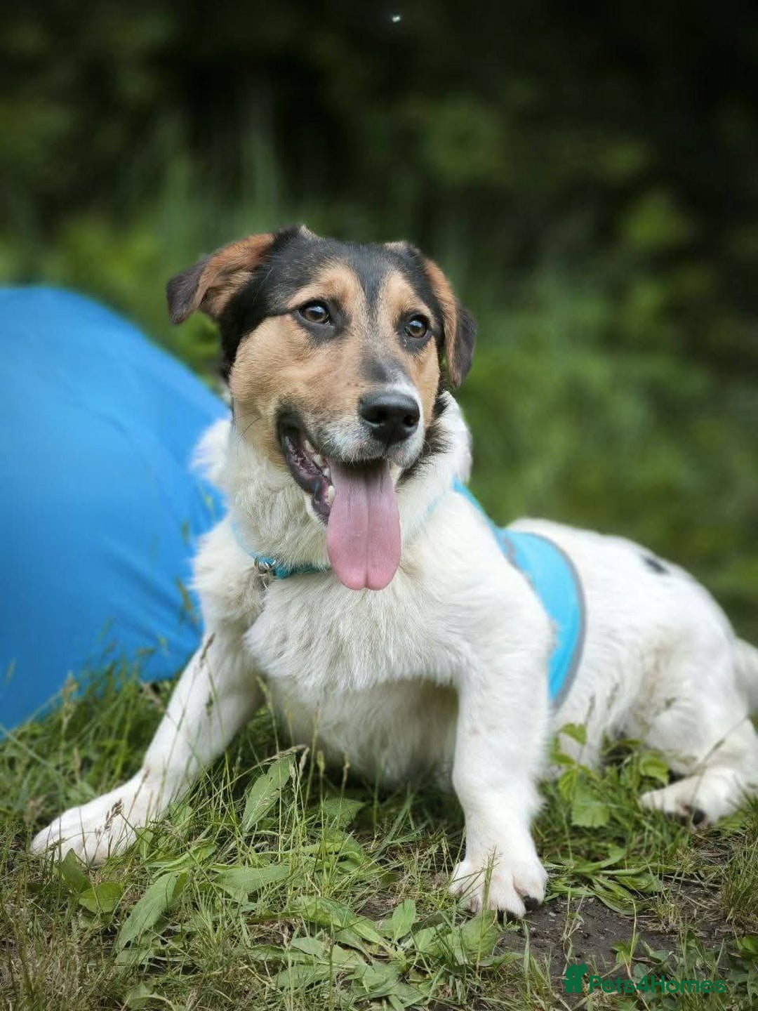 Mixed Breed dogs for adoption: 💙🐶 CASPER 🐶💙 - Image 7