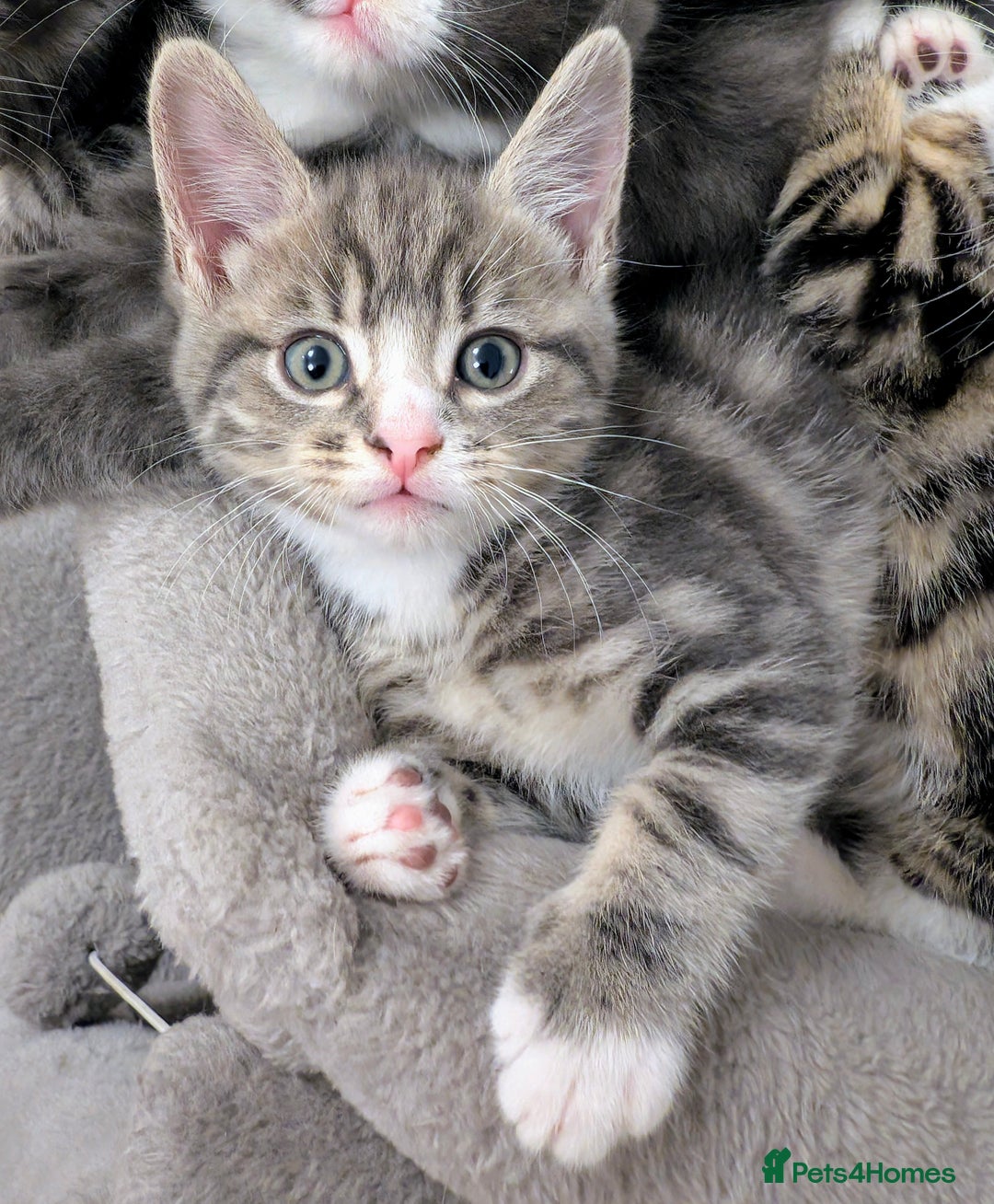 Domestic Shorthair cats for sale: Super stunning kittens - Image 15